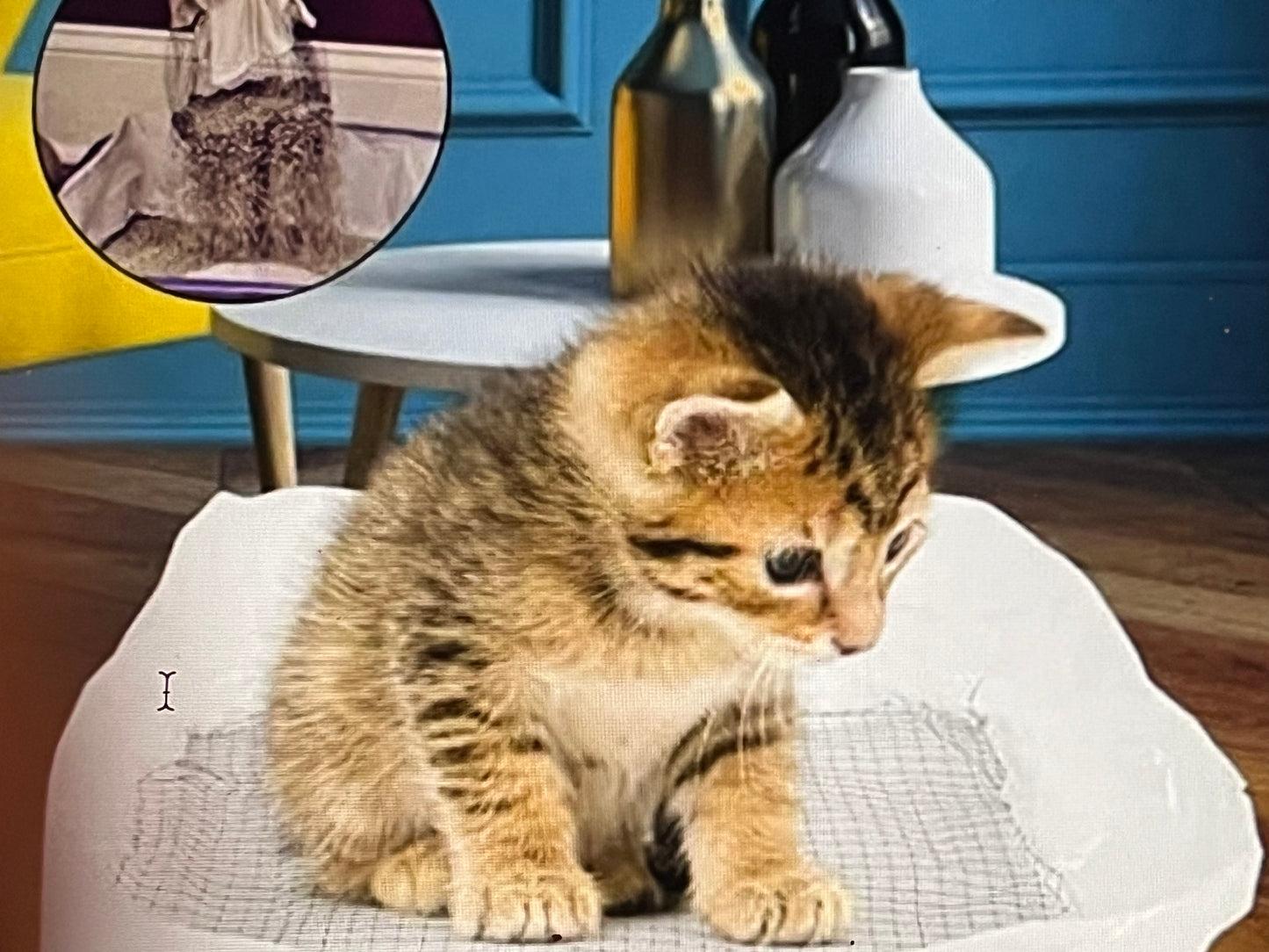 1 Pack Of 10PCS Cat Litter Filter Bags, Cat Litter Filter Bags, Reusable, Washable, Mesh Quick Sift Cat Litter, Not Dirty, EASY To Clea